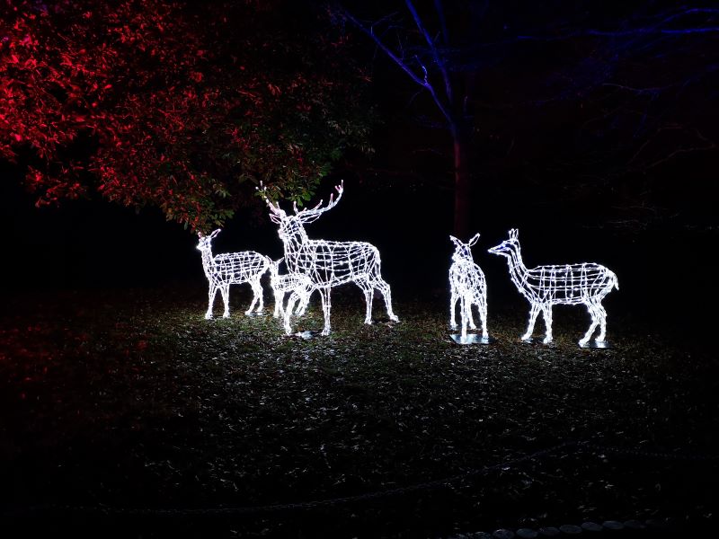 Christmas at Wollaton Hall - Visit Nottinghamshire