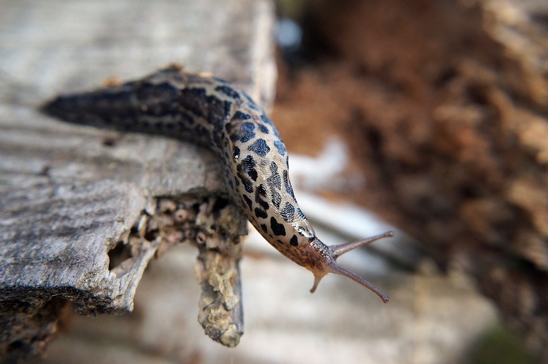 Leopard Slug 