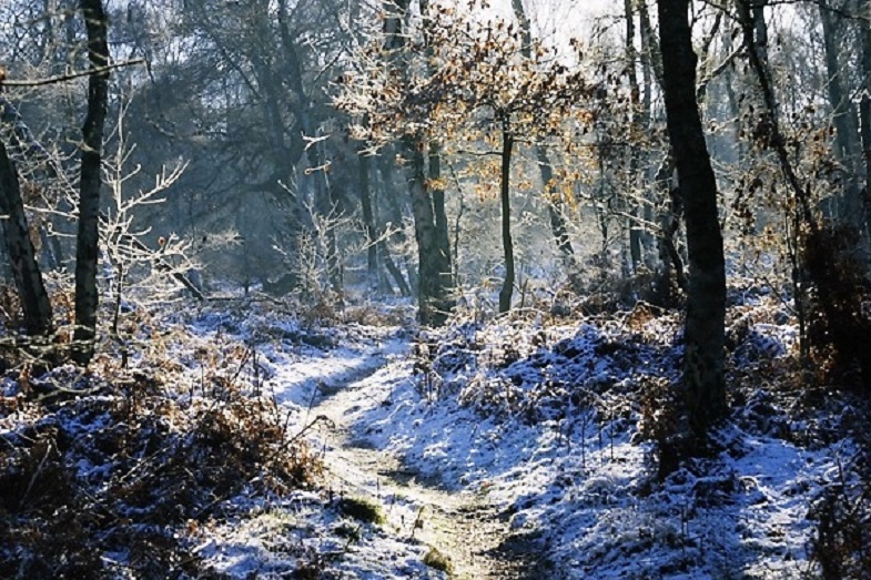 Winter Sherwood | Visit Nottinghamshire