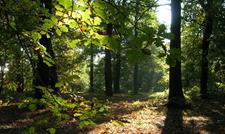 Sherwood Forest Country Park & Visitor Centre