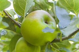 Bramley Apple 2 - Med Res