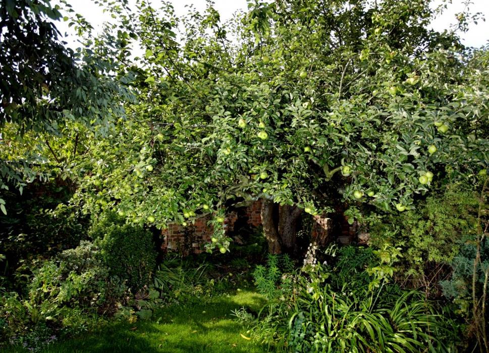 bramley-apple-tree-2-high-res