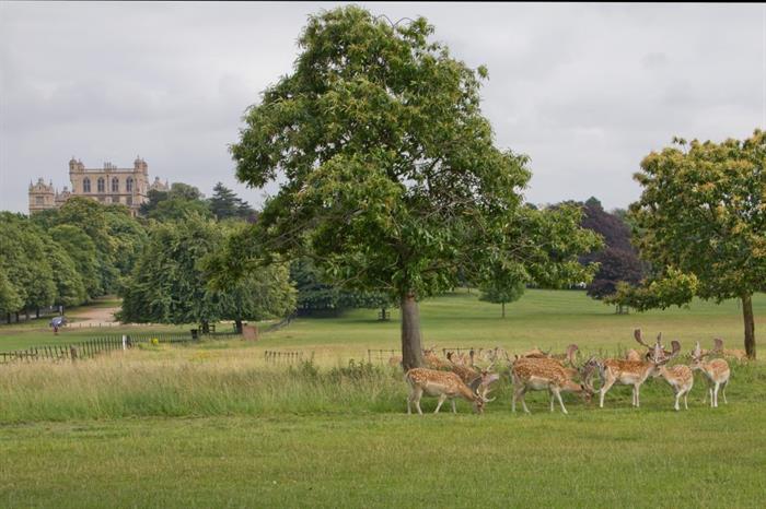 wollaton-park-by-peter-forster