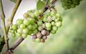 Hanwell Wine Estate | Visit Nottinghamshire