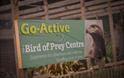 Go Active Falconry
