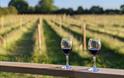 Vineyard Tour And Tastings
