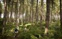Sherwood Pines Mountain Bike Cycle Trails