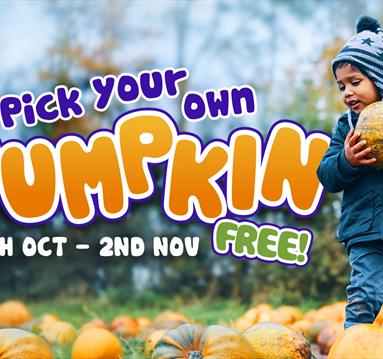 pumpkin picking