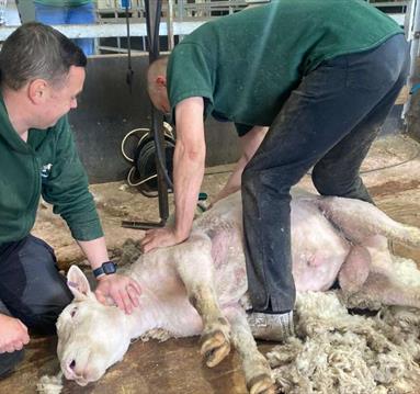 Home Educator Day: Learning the Lambing Ropes. Why do we lamb?
