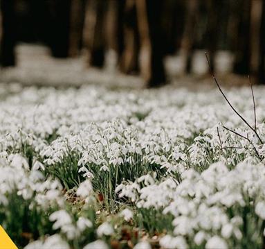 National Open Garden Scheme Snowdrop Walk at Norwood Park