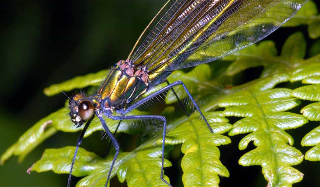 Annual Insect Show 2025