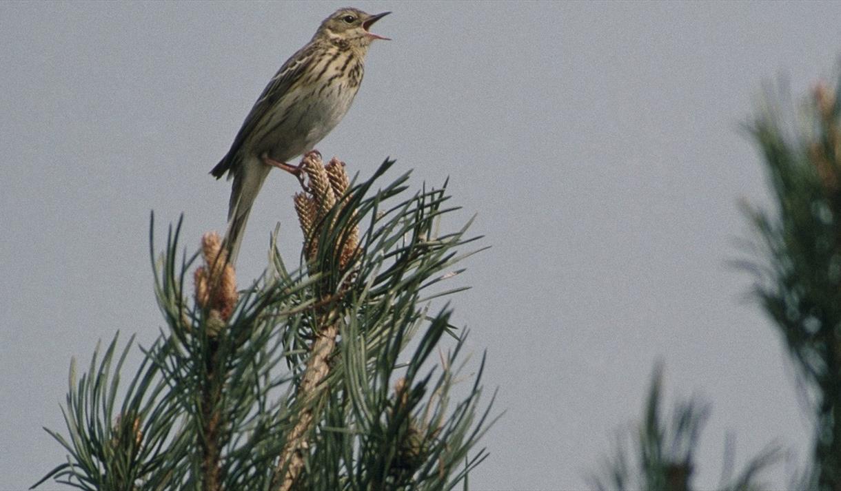 bird cawing into sky