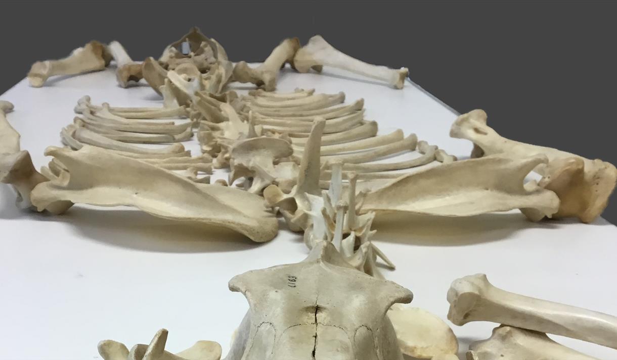 Ice Age Skeleton Science Event Image 

