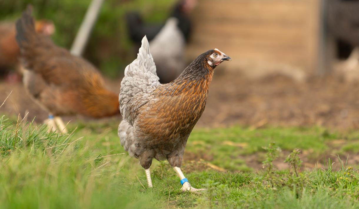Welbeck Kitchen Garden Tours Image