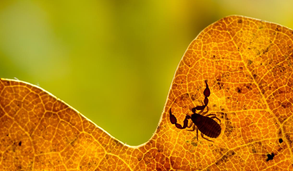 A pseudo-scorpion on an oak leaf
