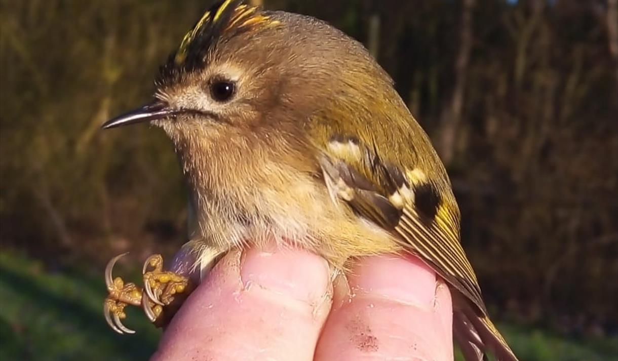 Bird Ringing with Jack Baddams