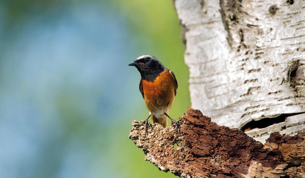 Photo of a redstart standing on a tree branch.
