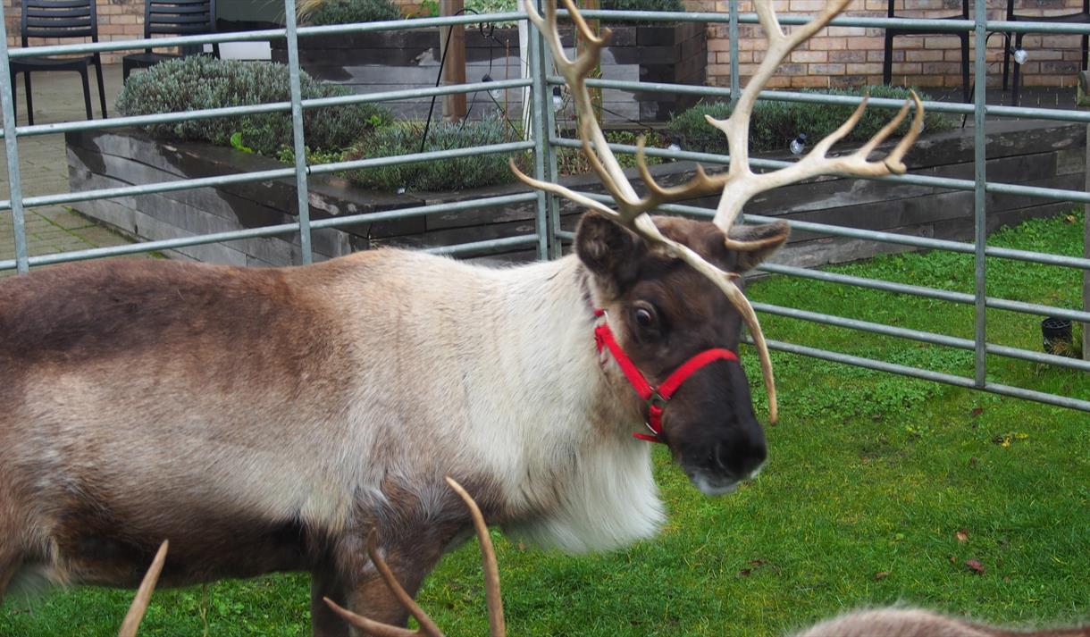 YMCA Christmas Family Fun Day