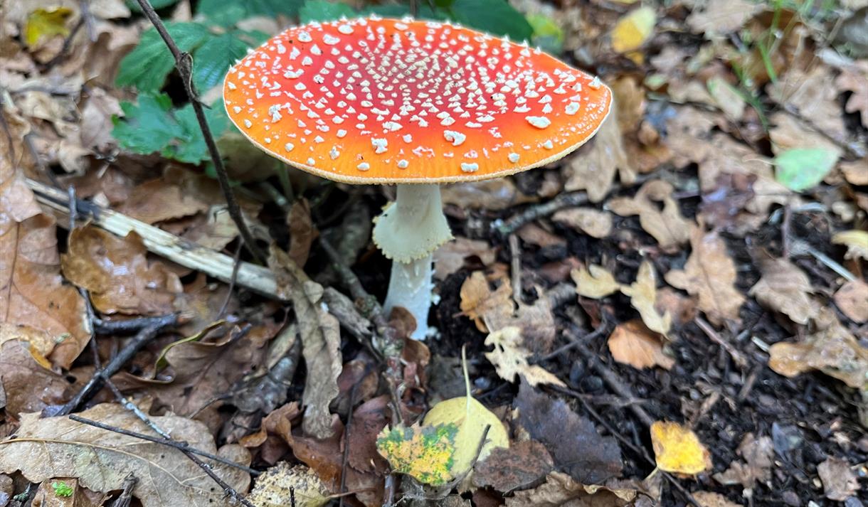 Fungi Day at Sherwood Forest
