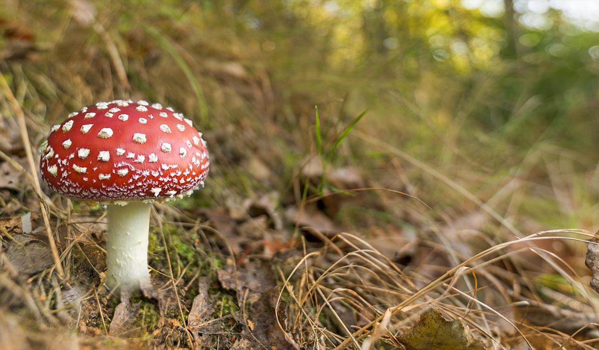Photo of a mushroom
