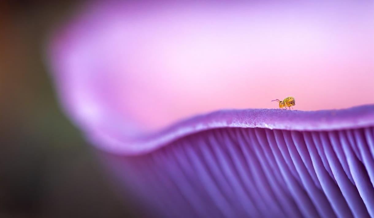 Up close photo of an insect on the rim of a mushroom