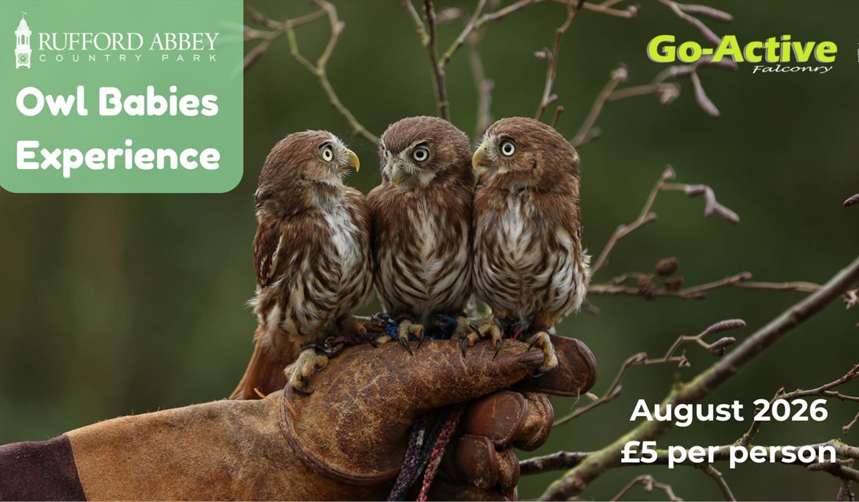 Owl Babies Experience

