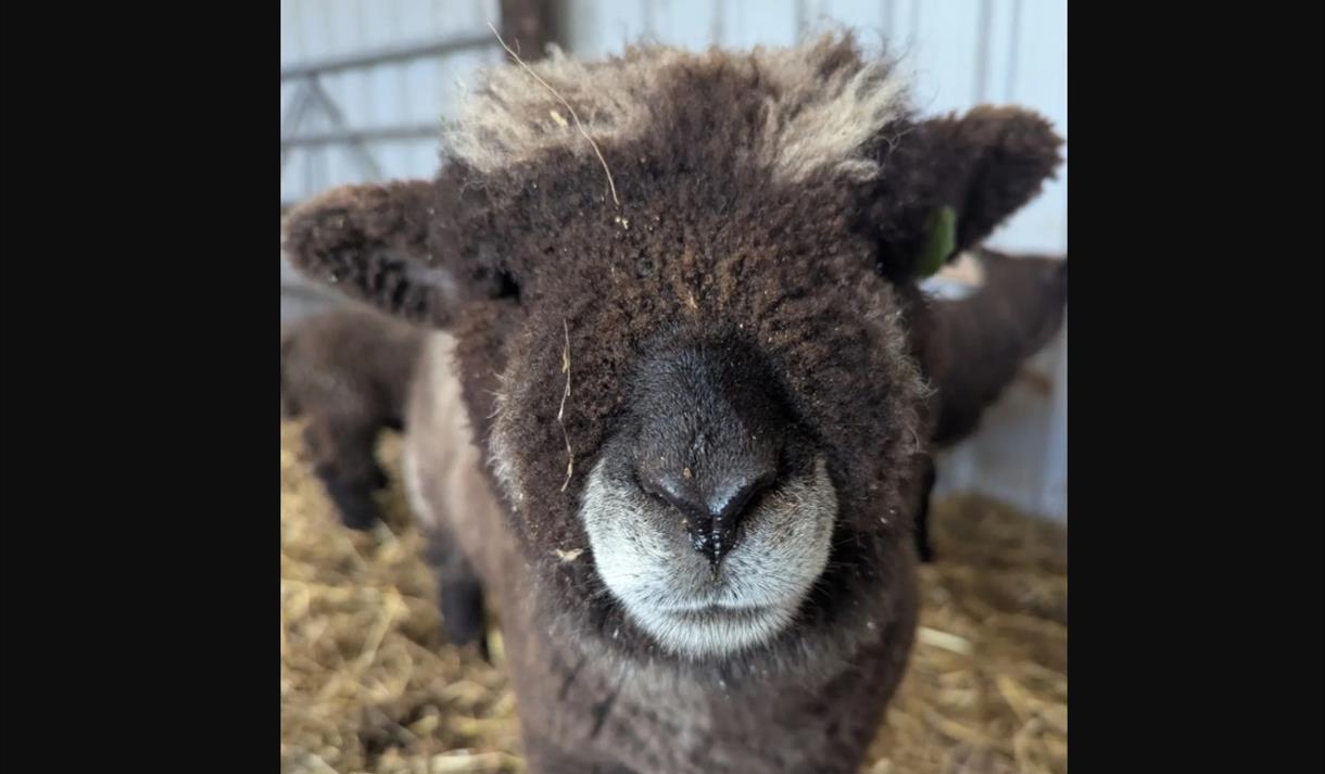 What's on at Stonebridge City Farm this Half Term