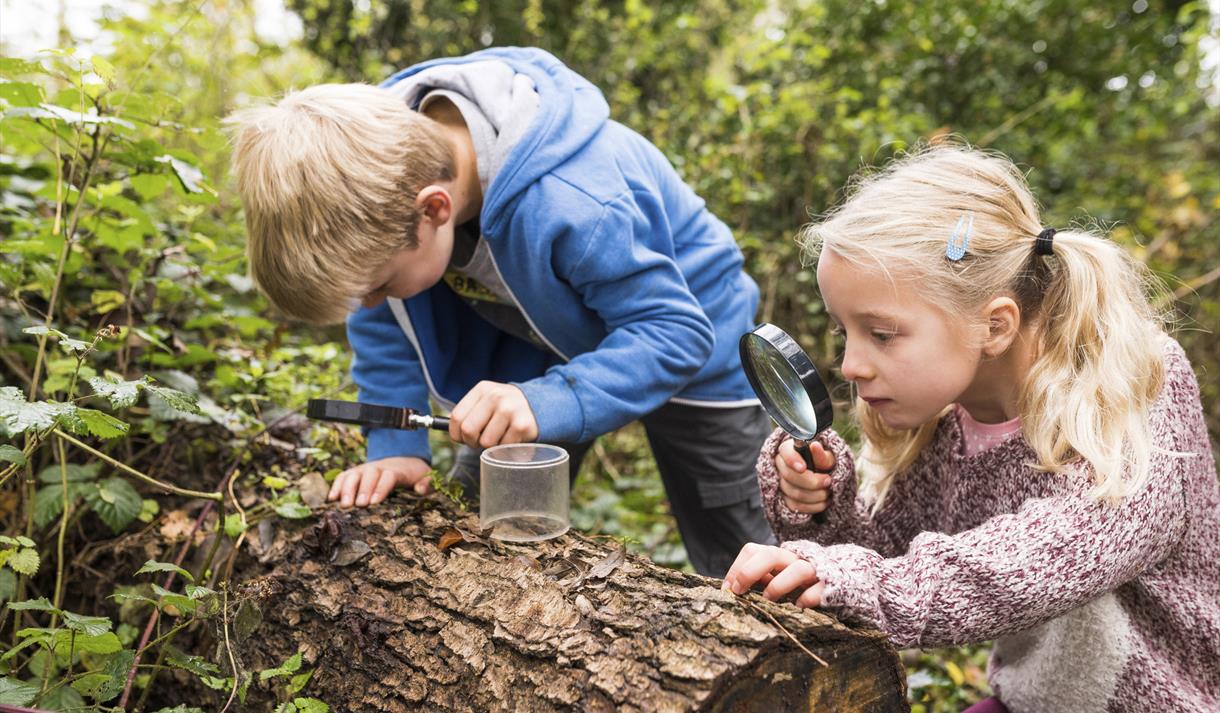Sherwood Forest Bug Safari
