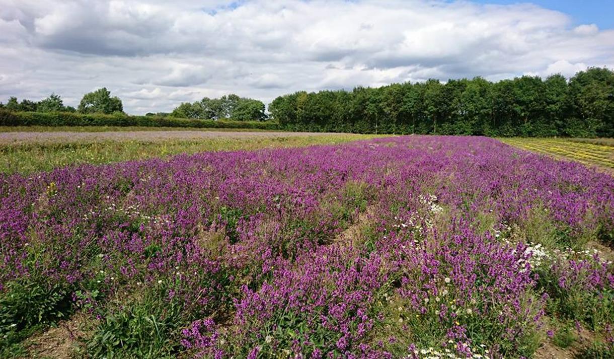 Naturescape Wildflower Farm Visit Nottinghamshire