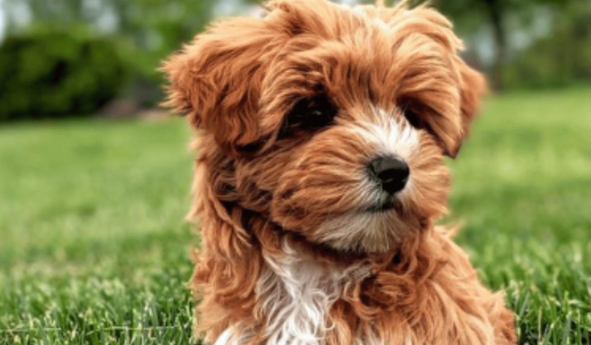 Yorkiepoo Puppy Yoga at Bustler Market Nottingham
