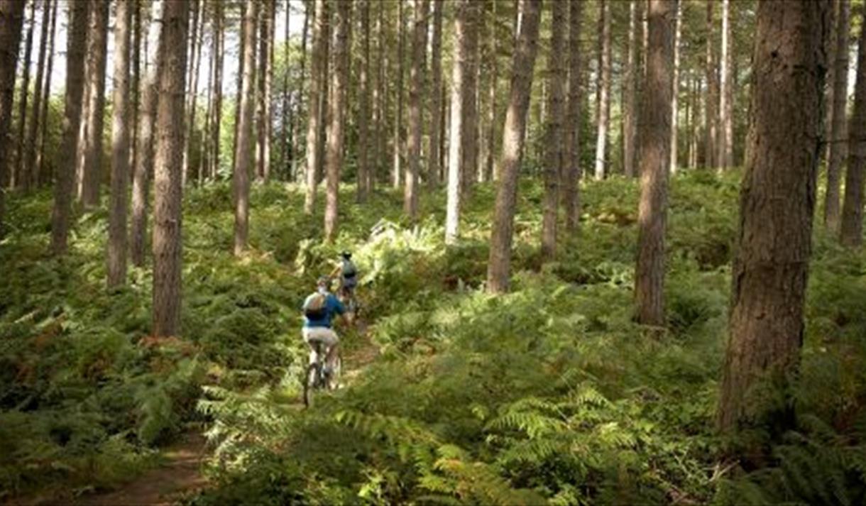 Sherwood Pines Forest Park Visit Nottinghamshire