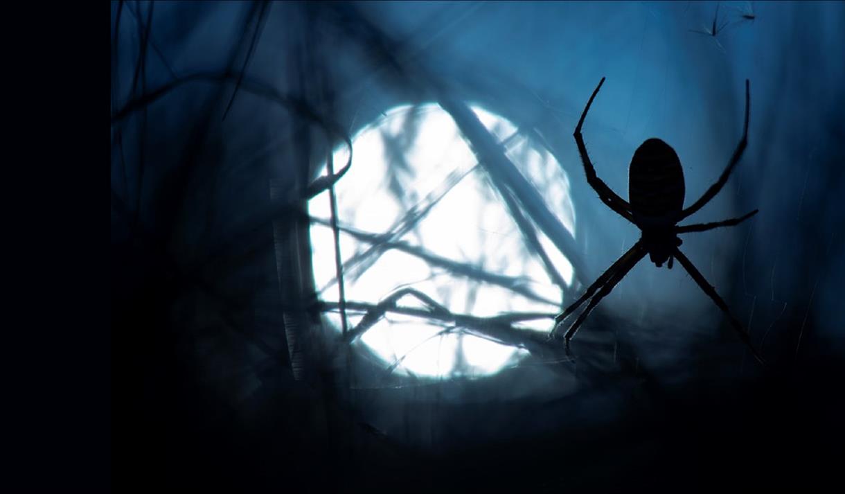 Dark Tales in the Forest
