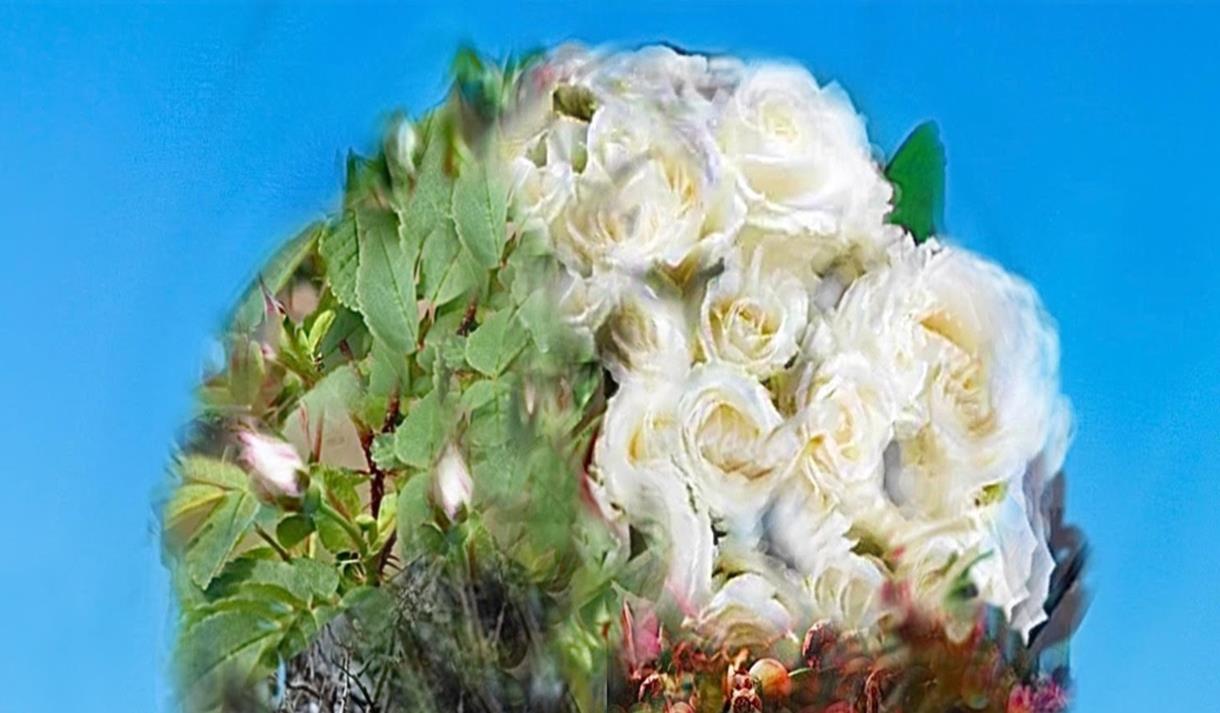 Things I Know to be True
