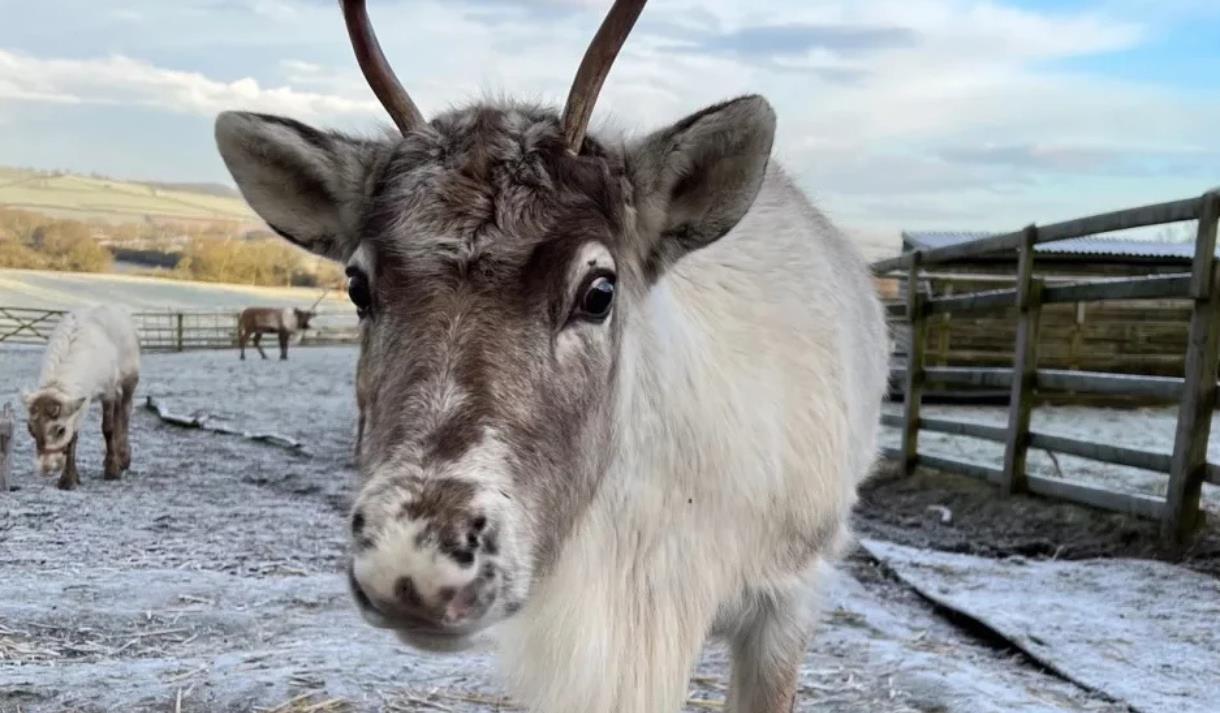 Reindeer at Belvoir Retail Village