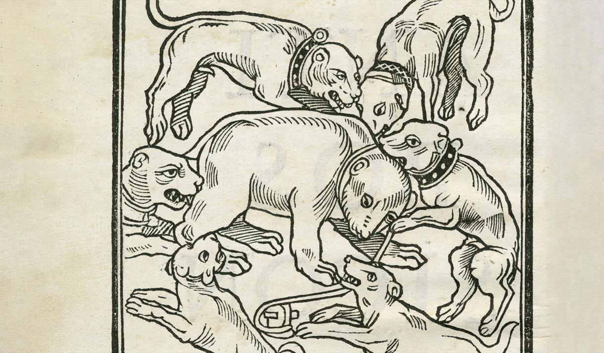 Bears and Humans: A Complex Relationship