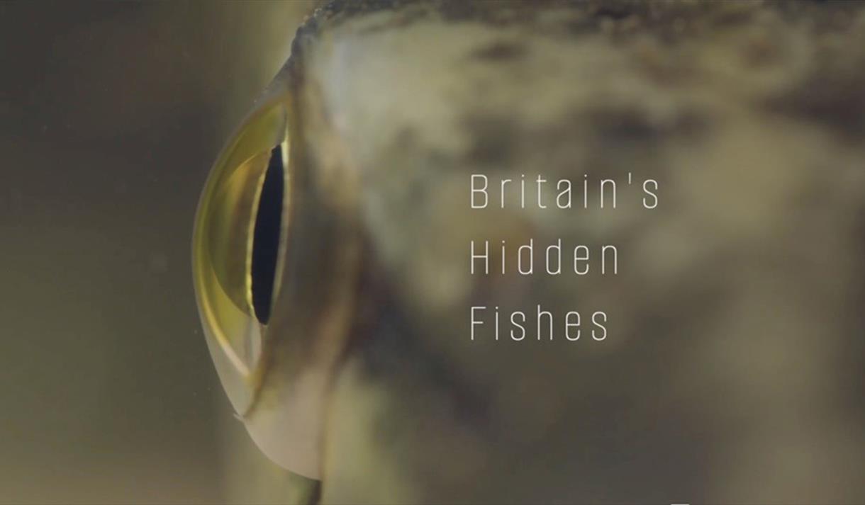 Britain's Hidden Fishes