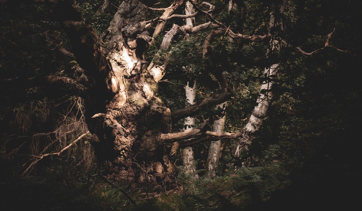 Ghost Story Guided Walk
