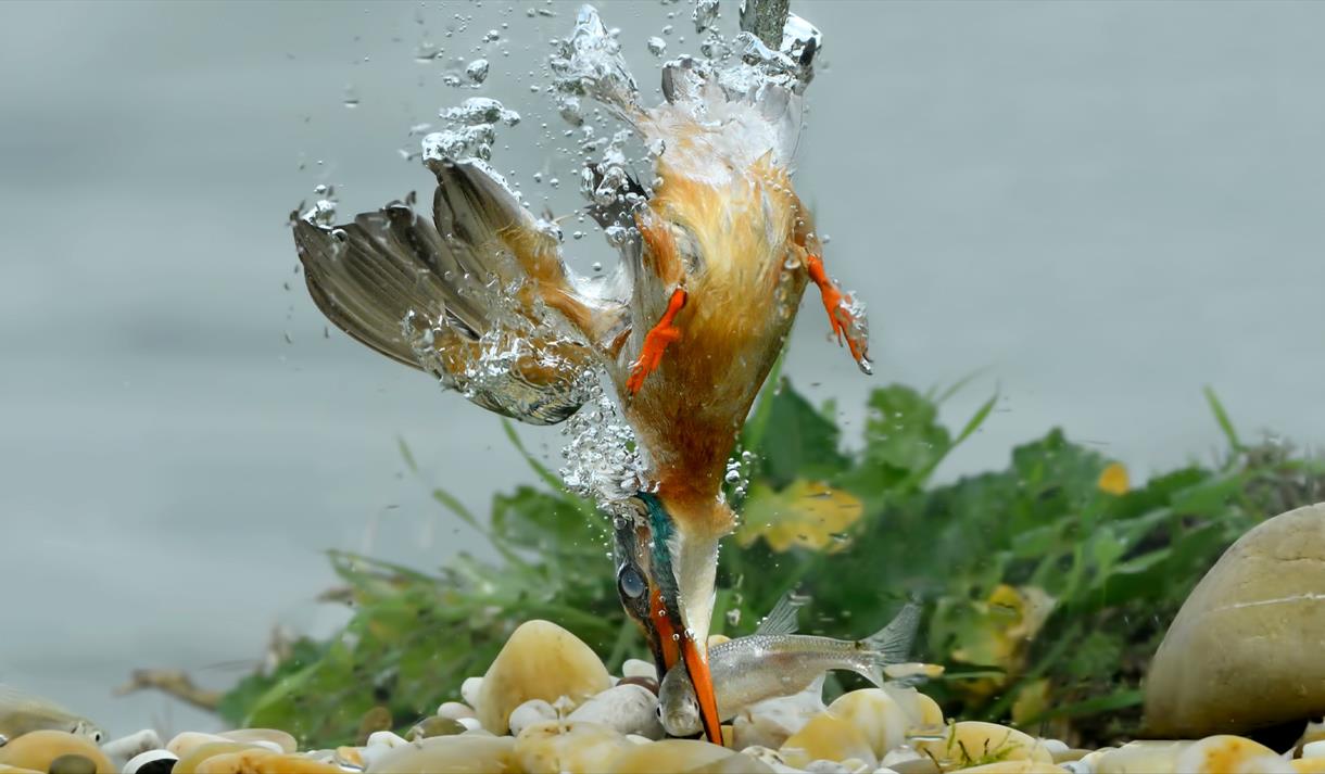 Water Myths and Marvels