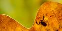 A pseudo-scorpion on an oak leaf