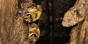 Bees in a tree trunk