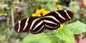 Tropical Butterfly House Wildlife Conservation Park
