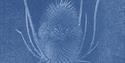 a white image of a thistle on a blue background
