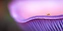 A small insect on the edge of a purple mushroom