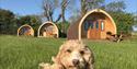 Southwell Retreat Glamping Pods
