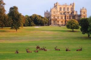 Wollaton Park by Gerry Molumby