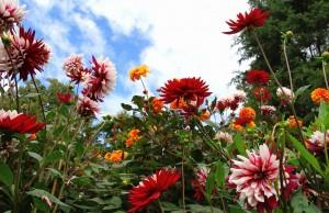 Nottingham Arboretum by Alan Metheringham