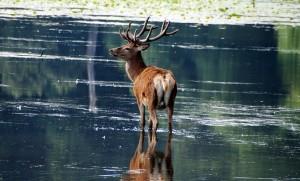 Wollaton Park, Lake by Alan Metheringham