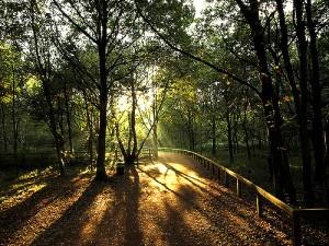 Dappled Light Sherwood copyright Graham Williams