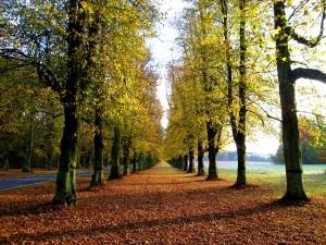 Lime Tree Avenue - copyright - Waldren Effingham - CLUMBER PARK med