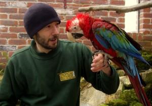 Ben Coulson with Kato, Green-winged Macaw
